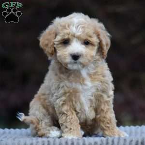 Beau, Bich-Poo Puppy
